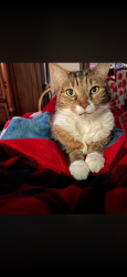 Lost Male Cat last seen State Road and Hillside Drive, Barnesville, PA 18214