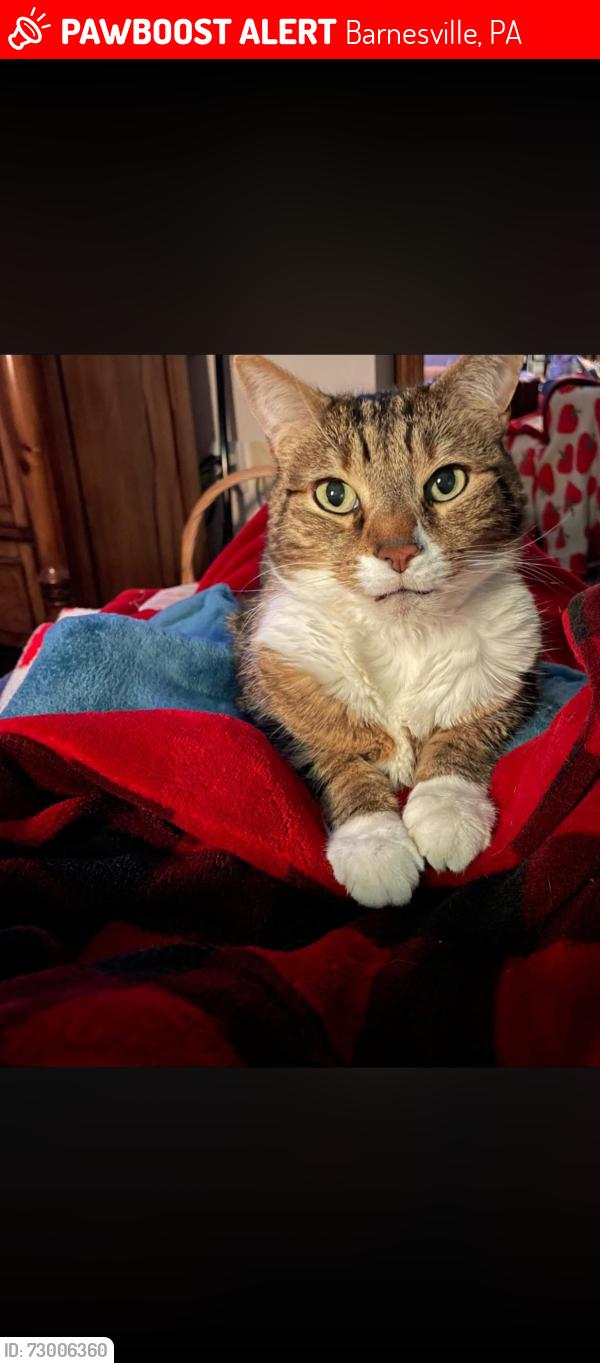 Lost Male Cat last seen State Road and Hillside Drive, Barnesville, PA 18214
