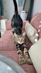 Lost Male Cat last seen Ranch hse and Tiburon, San Luis Obispo, CA 93401
