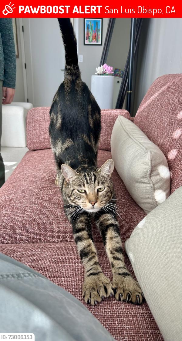 Lost Male Cat last seen Ranch hse and Tiburon, San Luis Obispo, CA 93401