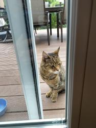 Found/Stray Unknown Cat last seen Pocono Drive and Greentree Ave, Pittsburgh, PA 15220