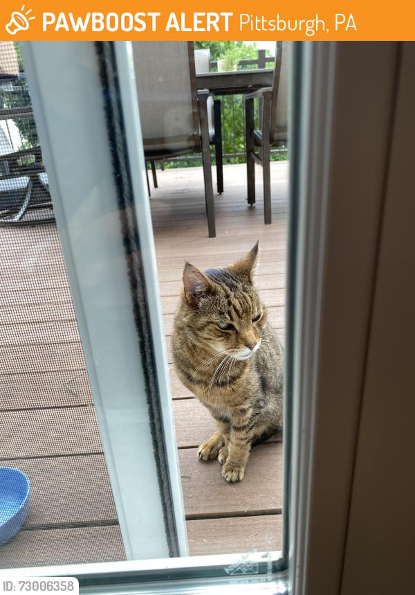 Found/Stray Unknown Cat last seen Pocono Drive and Greentree Ave, Pittsburgh, PA 15220