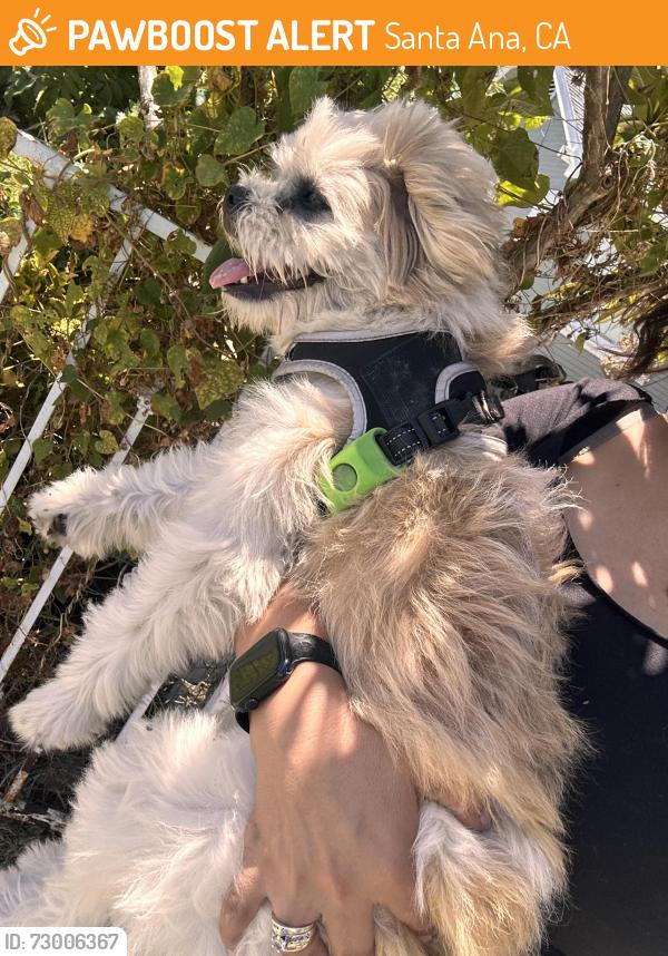 Found/Stray Male Dog last seen Ross and Highland , Santa Ana, CA 92701