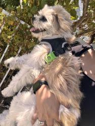 Found/Stray Male Dog last seen Ross and Highland , Santa Ana, CA 92701
