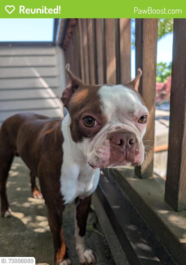 Reunited Male Dog last seen Near NW Barnes Rd, Portland, OR 97229, Portland, OR 97229