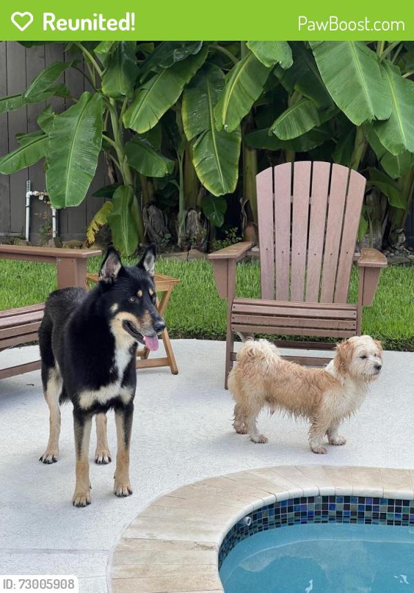 Reunited Male Dog last seen Azaleadell and Sue Barnett , Houston, TX 77018