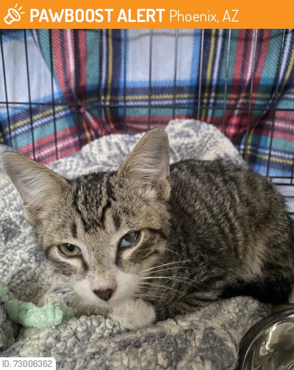 Found/Stray Female Cat last seen 43rd ave and Sweetwater, Phoenix, AZ 85029