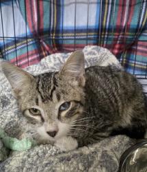 Found/Stray Female Cat last seen 43rd ave and Sweetwater, Phoenix, AZ 85029