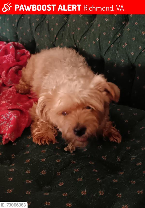 Lost Female Dog last seen Larchmont, Peyton Ave, Richmond, VA 23224
