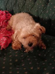 Lost Female Dog last seen Larchmont, Peyton Ave, Richmond, VA 23224