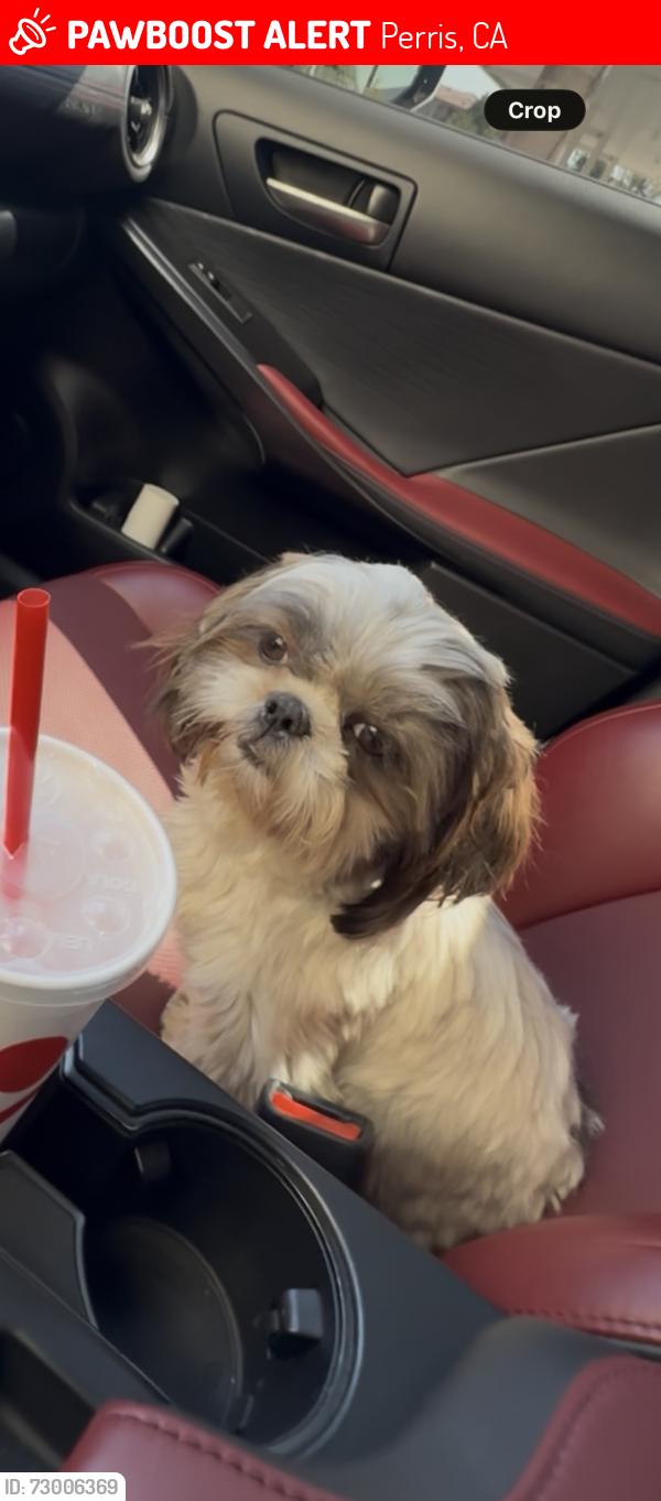 Lost Female Dog last seen Mapes RD, Sophie ST, Perris, CA 92570