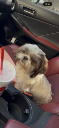 Lost Female Dog last seen Mapes RD, Sophie ST, Perris, CA 92570