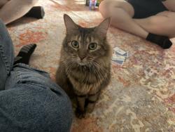 Reunited Female Cat last seen Algenny and Bradshaw, La Riviera, CA 95827