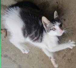 Reunited Male Cat last seen Near sunnyside drive, Lawrenceville, ga, Lawrenceville, GA 30044
