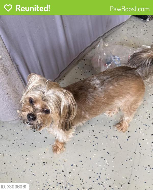 Reunited Male Dog last seen Rolling Acres and Chinn Chapel , Lewisville, TX 75077
