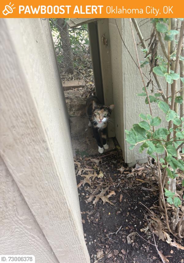 Found/Stray Female Cat last seen NW 45 and Tulsa Ave, Oklahoma City, OK 73112