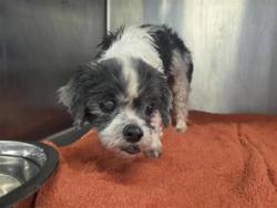 Shelter Stray Male Dog last seen Near block of Paola Cove, Round Rock, City of Round Rock, TX, 1855 SE Inner Loop, Georgetown, TX 78626, USA