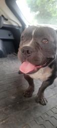 Shelter Stray Male Dog last seen Villages of Georgetown apartments, City of Georgetown, TX, 1855 SE Inner Loop, Georgetown, TX 78626, USA