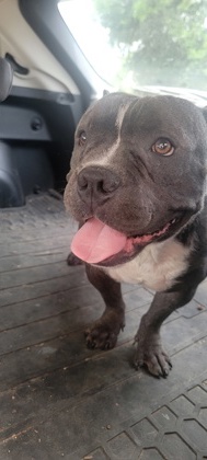 Shelter Stray Male Dog last seen Villages of Georgetown apartments, City of Georgetown, TX, 1855 SE Inner Loop, Georgetown, TX 78626, USA