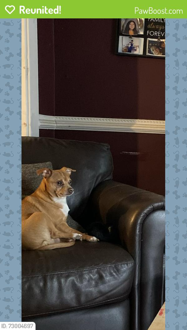 Reunited Male Dog last seen Wilcox & Ross St, Joliet, IL 60435
