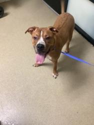Shelter Stray Male Dog last seen Near Randol Mill, East District, TX, 355 Hillshire Dr, Haslet, TX 76052, USA