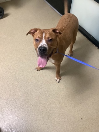 Shelter Stray Male Dog last seen Near Randol Mill, East District, TX, 355 Hillshire Dr, Haslet, TX 76052, USA
