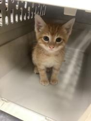 Shelter Stray Male Cat last seen Near Wilbarger St, East District, TX, 355 Hillshire Dr, Haslet, TX 76052, USA