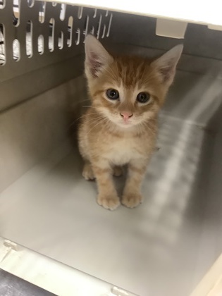 Shelter Stray Male Cat last seen Near Wilbarger St, East District, TX, 355 Hillshire Dr, Haslet, TX 76052, USA
