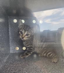 Shelter Stray Male Cat last seen Near N Riverside Dr, North District, TX, 355 Hillshire Dr, Haslet, TX 76052, USA
