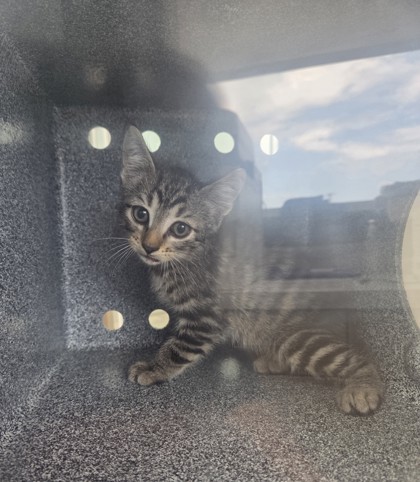 Shelter Stray Male Cat last seen Near N Riverside Dr, North District, TX, 355 Hillshire Dr, Haslet, TX 76052, USA