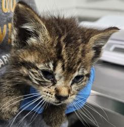 Shelter Stray Female Cat last seen 62nd Av and Fenham, Oakland, , 1101 29th Ave, Oakland, CA 94601, USA