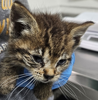 Shelter Stray Female Cat last seen 62nd Av and Fenham, Oakland, , 1101 29th Ave, Oakland, CA 94601, USA