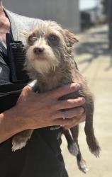 Found/Stray Male Dog last seen Redondo Beach Pier, Redondo Beach, CA 90277