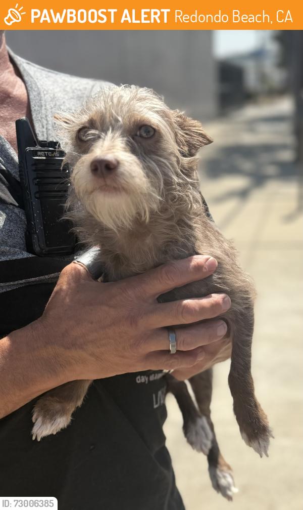 Found/Stray Male Dog last seen Redondo Beach Pier, Redondo Beach, CA 90277