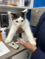 Shelter Stray Female Cat last seen Near Toffie Terrace, Atlanta, GA, 1251 Fulton Industrial Blvd NW, Atlanta, GA 30336, USA