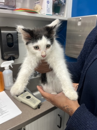 Shelter Stray Female Cat last seen Near Toffie Terrace, Atlanta, GA, 1251 Fulton Industrial Blvd NW, Atlanta, GA 30336, USA