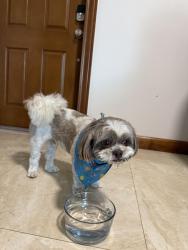 Found/Stray Male Dog last seen near old cutler road, Cutler Bay, FL 33189