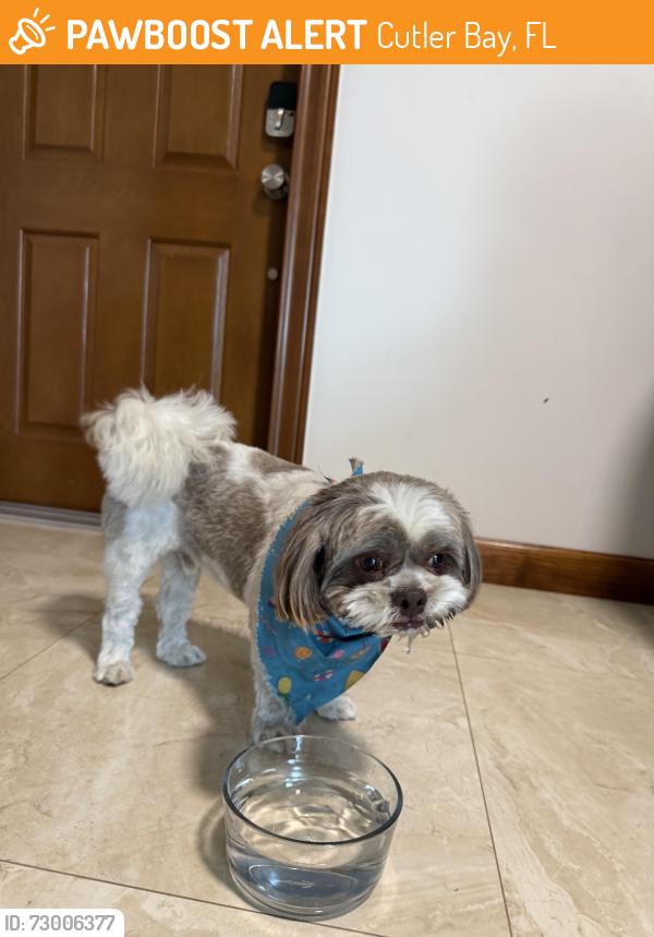 Found/Stray Male Dog last seen near old cutler road, Cutler Bay, FL 33189