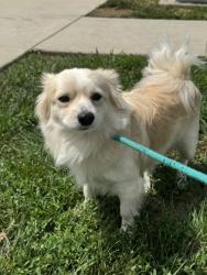 Shelter Stray Male Dog last seen Near Plumer Ave., 21206, MD, 301 Stockholm St, Baltimore, MD 21230, USA