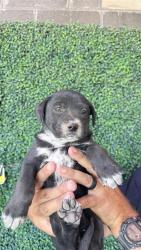 Shelter Stray Female Dog last seen Near S DARRINGTON, CITY of El Paso, TX, 5001 Fred Wilson Ave, El Paso, TX 79906, USA
