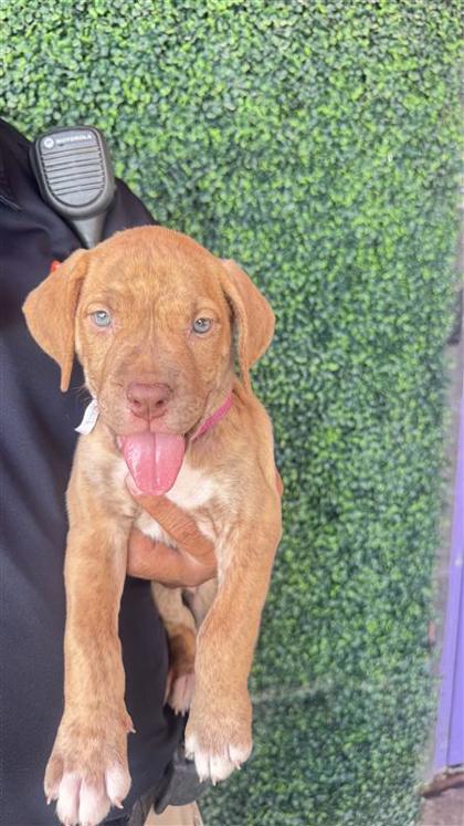 Shelter Stray Female Dog last seen San Jose/ Wenda, CITY of El Paso, TX, 5001 Fred Wilson Ave, El Paso, TX 79906, USA