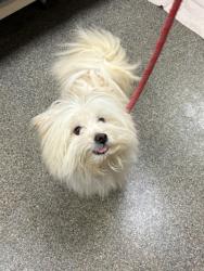 Shelter Stray Male Dog last seen Lincoln Heights, Hamilton, OH, 1820 Princeton Rd, Hamilton, OH 45011, USA