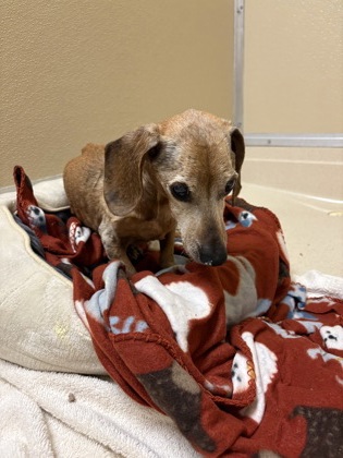 Shelter Stray Male Dog last seen Near Millville  - Shandon Rd, Hamilton, OH, 1820 Princeton Rd, Hamilton, OH 45011, USA