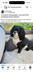Lost Female Dog last seen Near dove meadows road Solvang 93463, Solvang, CA 93463