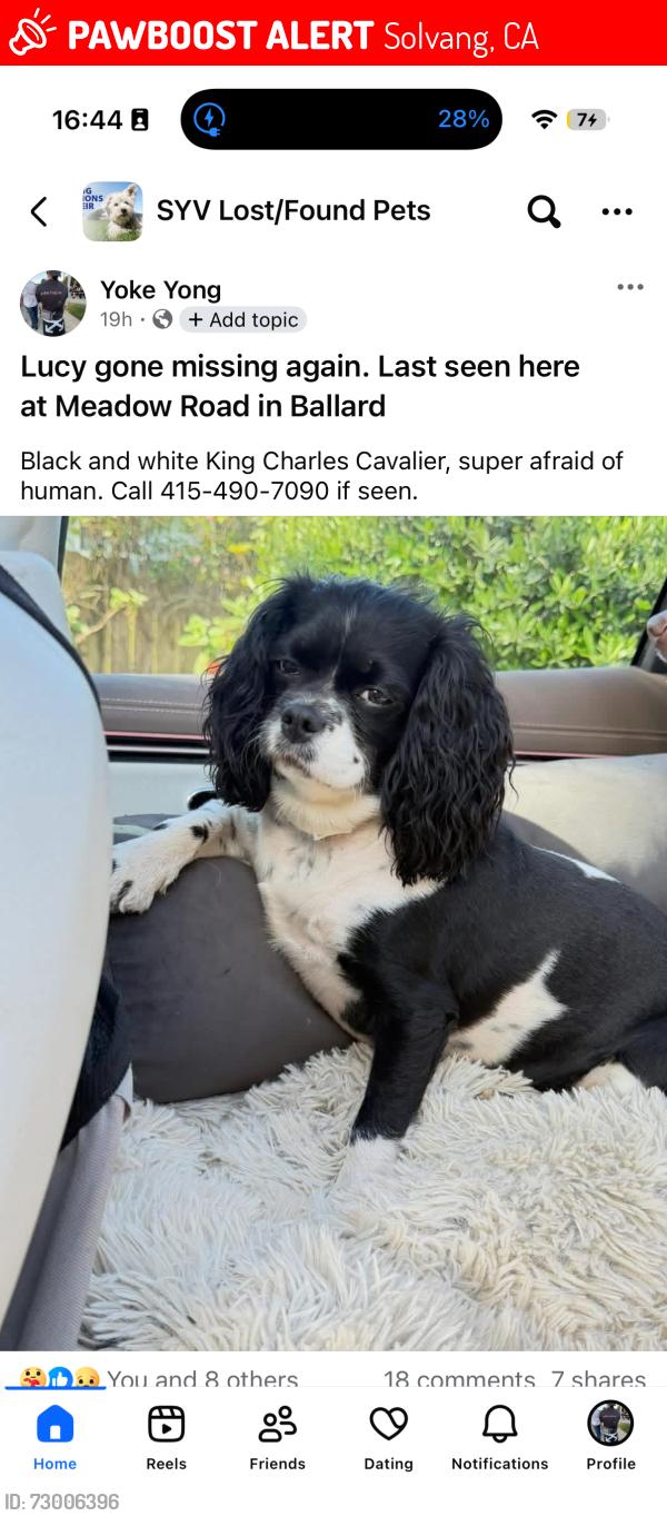 Lost Female Dog last seen Near dove meadows road Solvang 93463, Solvang, CA 93463