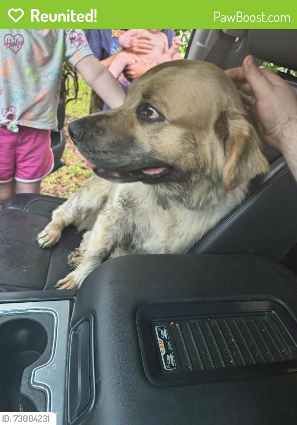 Reunited Female Dog last seen Bernay Avenue on camera heading towards Rollo Road, Jacksonville, FL 32205