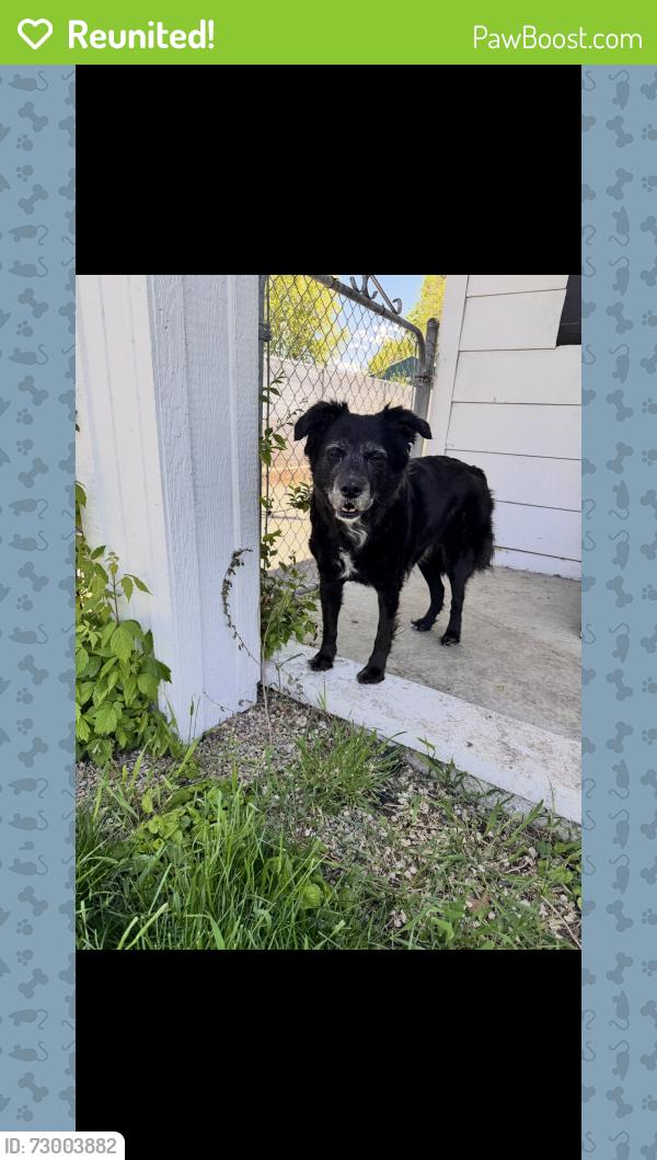 Reunited Female Dog last seen Near E 3900 S, Millcreek, UT 84124