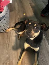 Found/Stray Female Dog last seen Near Sandra Dr, Jamestown, NC 27282