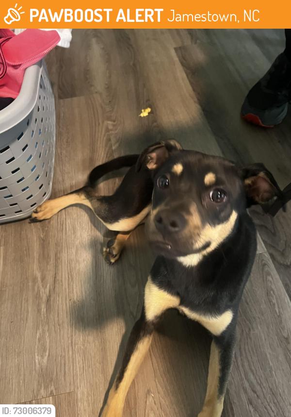 Found/Stray Female Dog last seen Near Sandra Dr, Jamestown, NC 27282