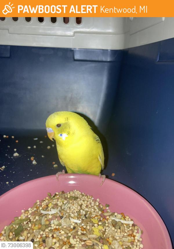 Found/Stray Unknown Bird last seen Kalamazoo and 44th st, Kentwood, MI 49508
